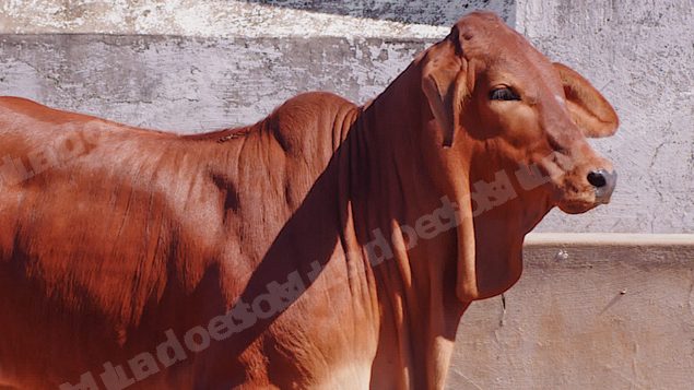 Lote em leilao em Brasil