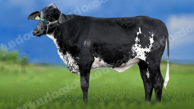 Lote em leilao em Miradouro/MG