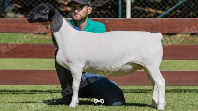 Lote em leilao em Brasil