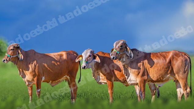 Lote em leilao em Miradouro/MG