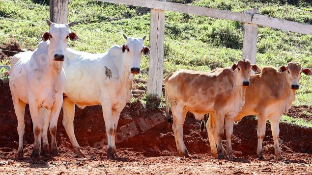 Lote em leilao em Pratápolis/MG