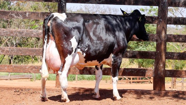Lote em leilao em Cristalina/GO