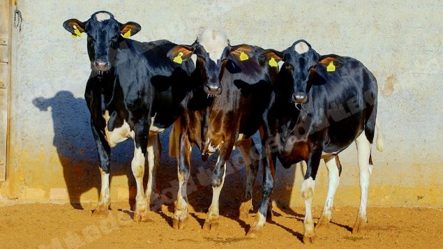 Lote em leilao em Cristalina/GO