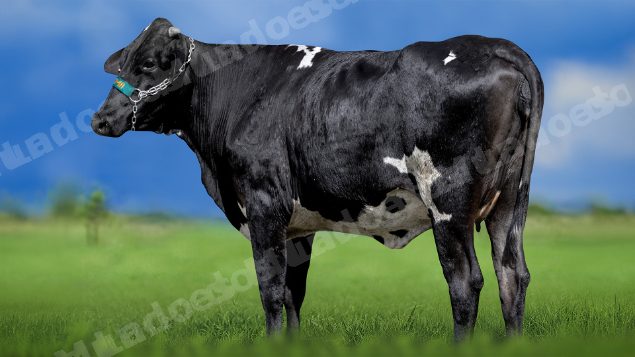 Lote em leilao em Miradouro/MG
