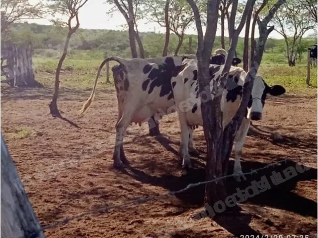Terreno em leilao em Taíba/PE