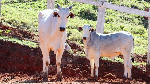 Lote em leilao em Pratápolis/MG