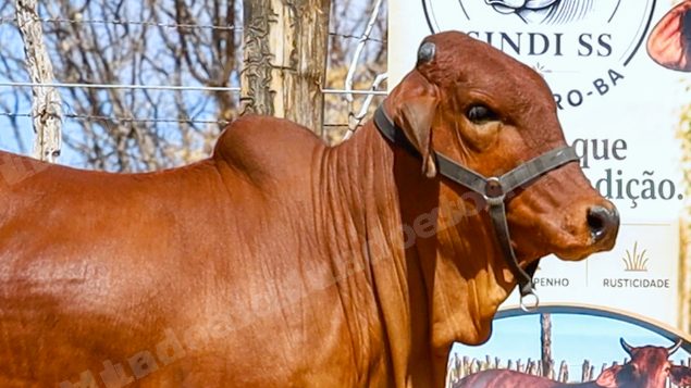 Lote em leilao em Brasil - Lote 864
