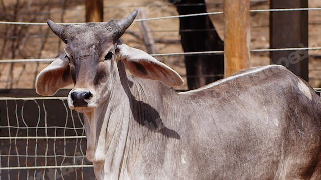 Lote em leilao em Santa Luzia/PB