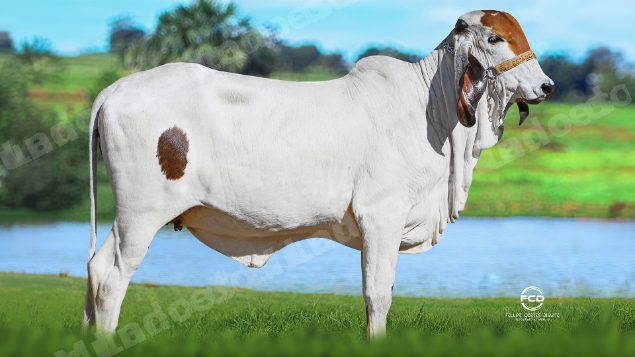 Lote em leilao em Bicas/MG