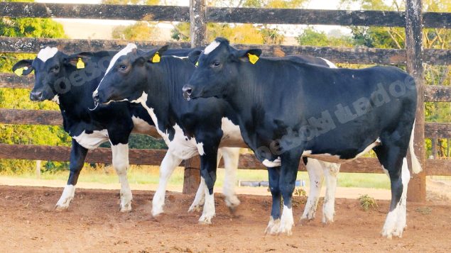 Lote em leilao em Cristalina/GO