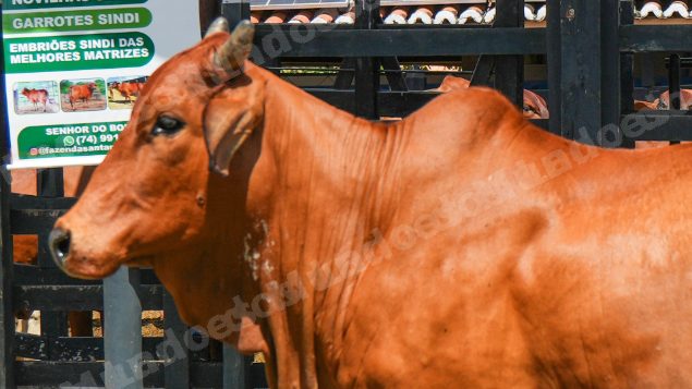 Lote em leilao em Brasil - Lote 873