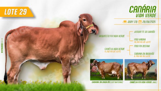 Lote em leilão em Jales/SP - Lote 15