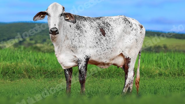 Lote em leilao em Álvares Florence/SP