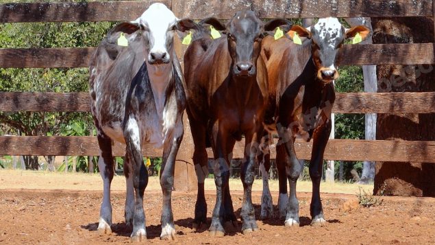 Lote em leilao em Cristalina/GO