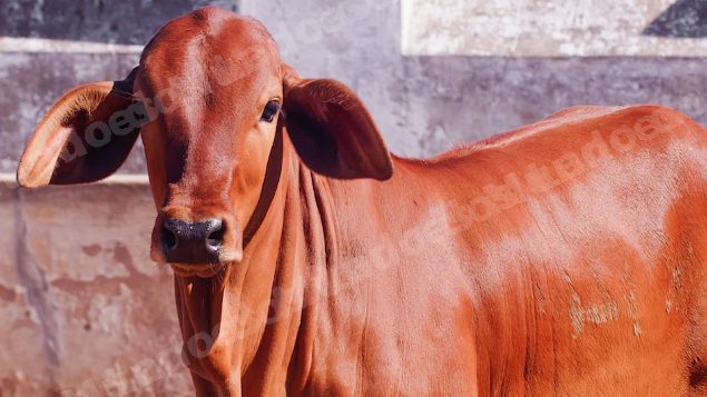 Lote em leilao em Brasil