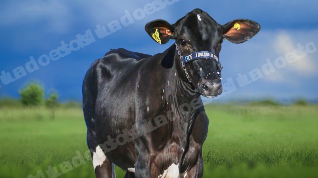 Lote em leilao em Igaratinga/MG - Lote 18