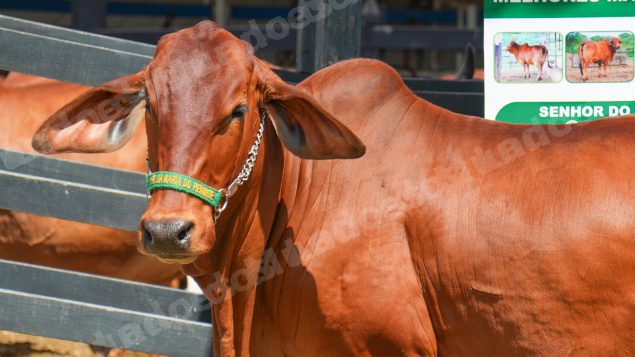 Lote em leilao em Brasil - Lote 883