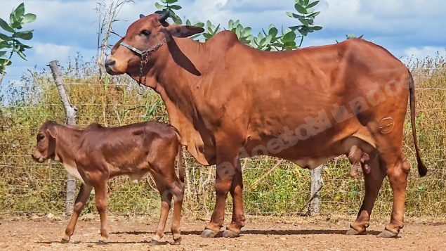 Lote em leilao em Brasil