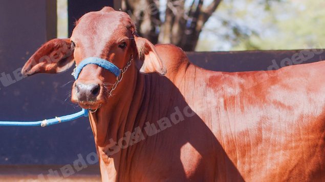 Lote em leilao em Brasil