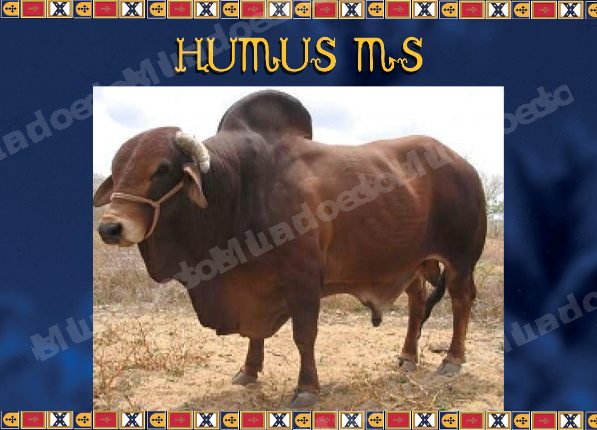 Lote em leilao em MS