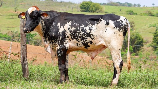 Lote em leilão em Dores do Indaiá/MG - Lote 11