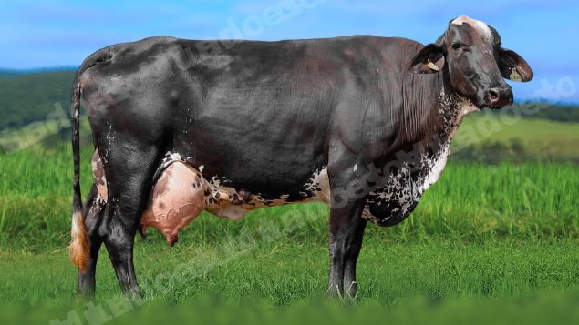Lote em leilao em Álvares Florence/SP