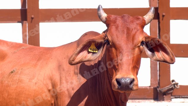 Lote em leilao em Brasil