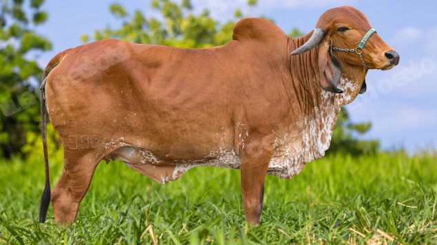 Lote em leilão em Brasil - Lote 330