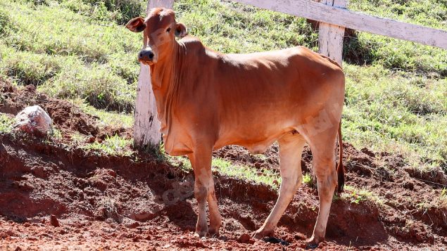 Lote em leilao em Pratápolis/MG