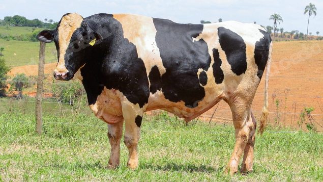 Lote em leilão em Dores do Indaiá/MG - Lote 12