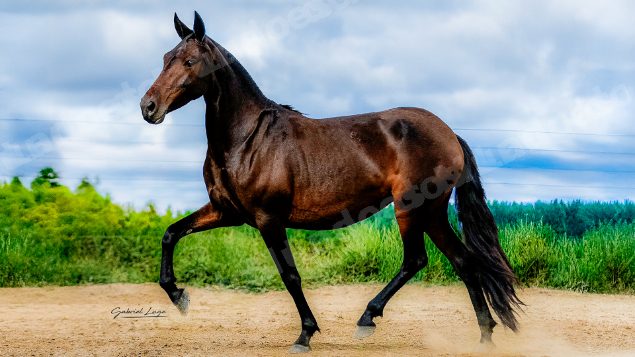 Lote em leilao em Brasil