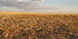 Terreno em leilão em Júlio/MT - Lote 1