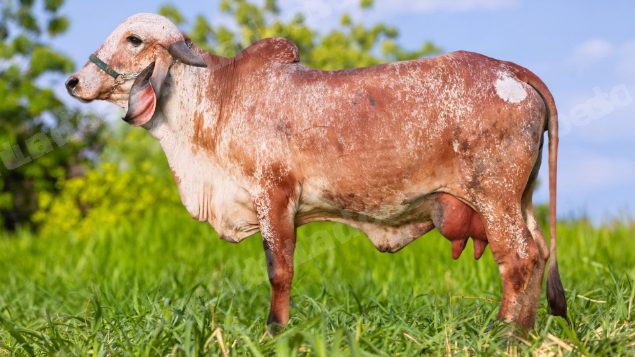 Lote em leilão em Brasil - Lote 331