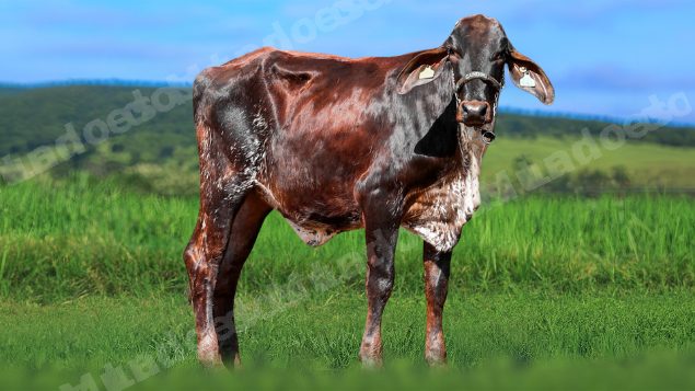 Lote em leilao em Álvares Florence/SP