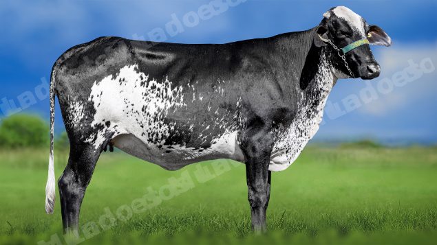 Lote em leilao em Miradouro/MG