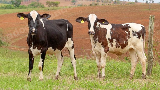 Lote em leilão em Dores do Indaiá/MG - Lote 13