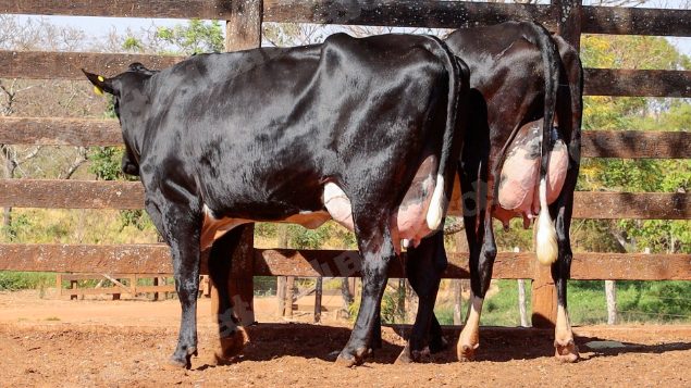 Lote em leilao em Cristalina/GO
