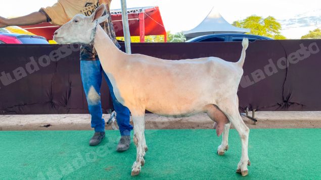 Lote em leilão em Brasil - Lote 249