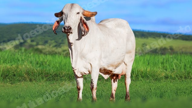 Lote em leilao em Álvares Florence/SP
