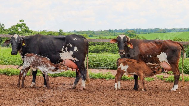 Lote em leilão em Jataí/GO - Lote 27