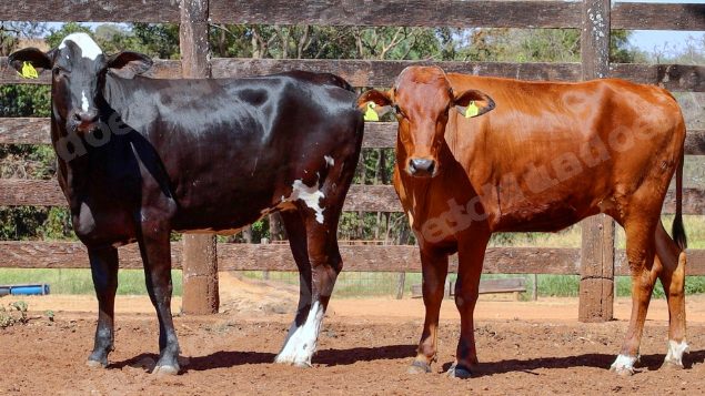 Lote em leilao em Cristalina/GO