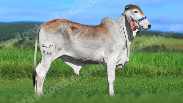 Lote em leilao em Brasil