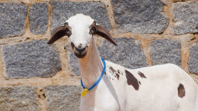 Lote em leilao em Taperoá/PB