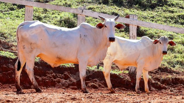 Lote em leilao em Pratápolis/MG