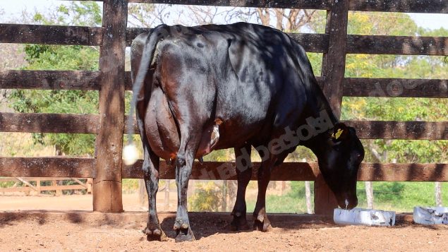 Lote em leilao em Cristalina/GO