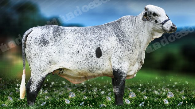 Lote em leilão em Brasil - Lote 84
