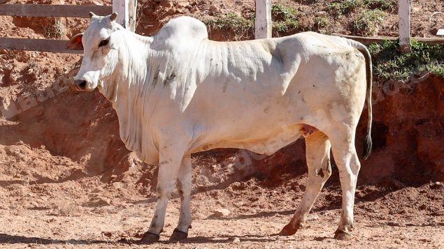 Lote em leilao em Pratápolis/MG