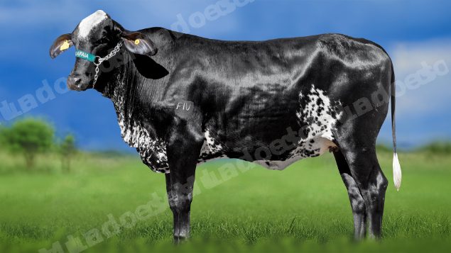 Lote em leilao em Miradouro/MG
