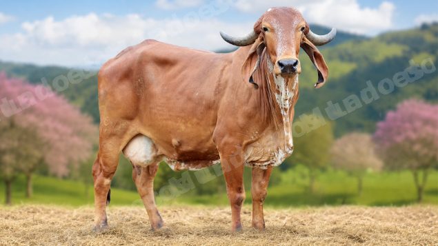 Lote em leilao em Rio Novo/MG - Lote 20