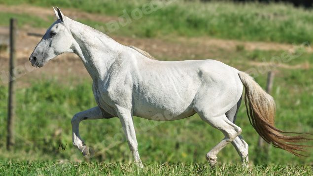 Lote em leilao em Brasil